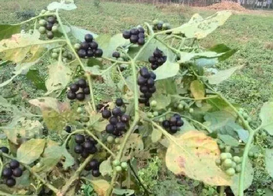 种植管理|南方黑豆是几月份种植 黑豆种植方法及种植时间