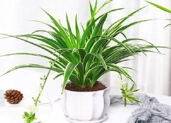 植物移栽|金边吊兰移栽注意事项 春秋季移栽吊兰方法与养护技巧