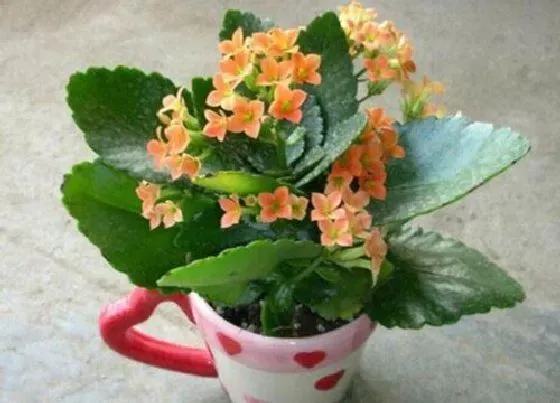 植物毒性|长寿花有毒吗  长寿花对人体无害能在家里室内养