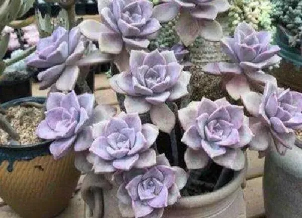 养殖科普|多肉植物喜阴还是喜阳光 属于喜阳植物