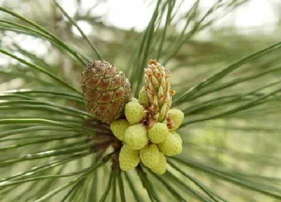 植物百科|马尾松属于什么植物类型