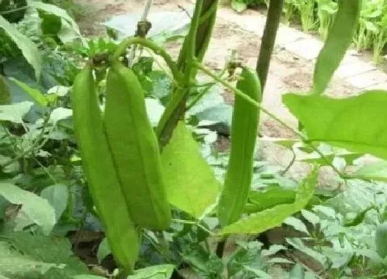 种植管理|刀豆的生长周期是多长时间