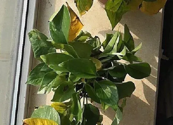 植物浇水|室内植物多长时间浇一次水