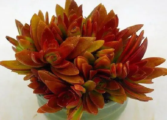 植物百科|火祭开花吗 开花什么样子