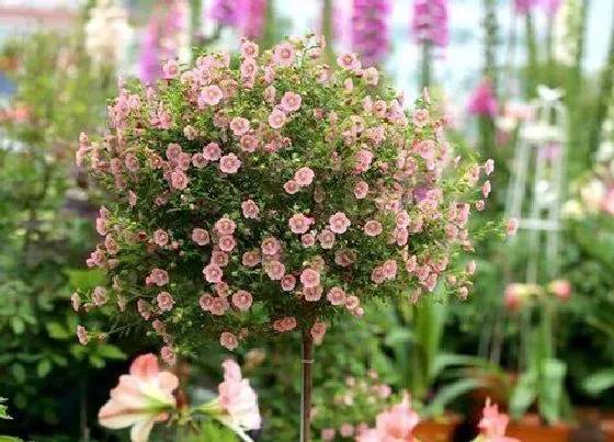 植物施肥|木槿花浇什么肥料合适