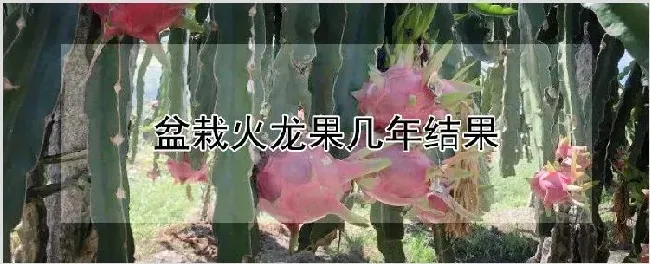 盆栽火龙果几年结果 | 种植资料