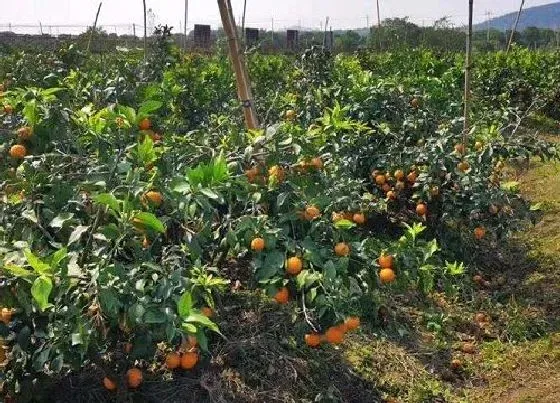 不开花|桔子树为什么不开花