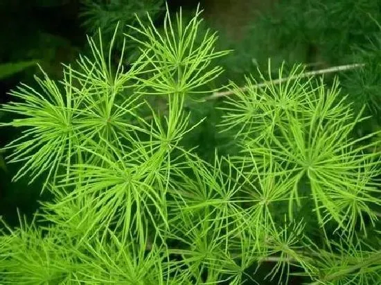 植物浇水|蓬莱松浇水时间和正确方法