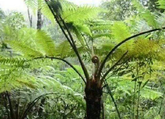 植物百科|沙罗是什么植物
