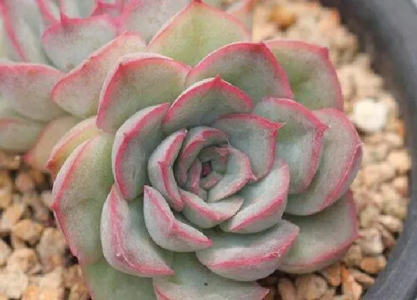 植物扦插|猎户座可以叶插吗