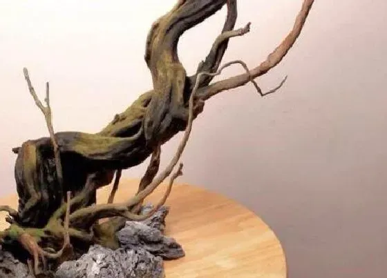 根部|杜鹃花的根是什么样子的