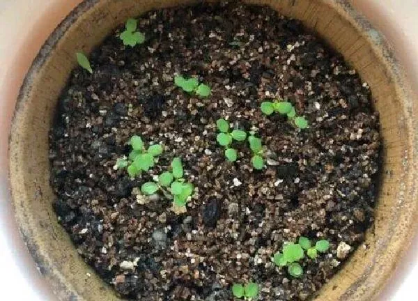 植物发芽|奶油草莓种子多久发芽