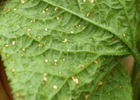 植物虫害|作物病虫害防治技术与方法措施