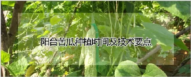 阳台苦瓜种植时间及技术要点 | 养殖技术