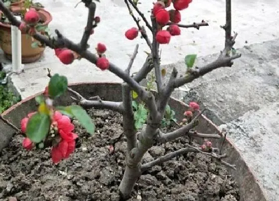 植物百科|盆栽海棠可以淋雨吗