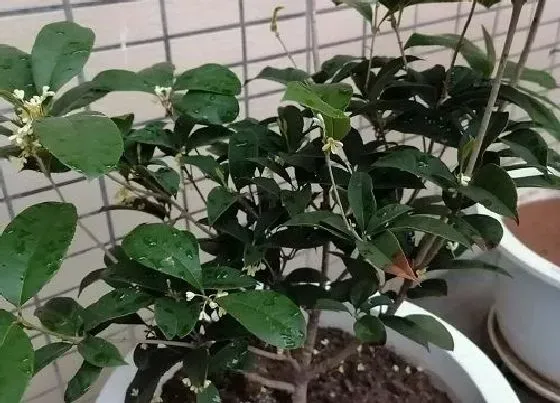 植物百科|桂花是什么植物