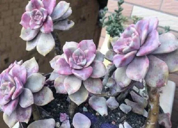 养殖科普|多肉植物喜阴还是喜阳光 属于喜阳植物