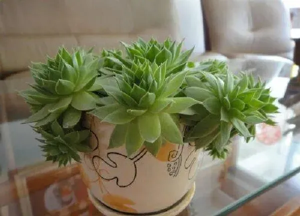 植物浇水|观音莲怎么浇水方法