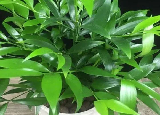 植物百科|竹柏一年能长多高