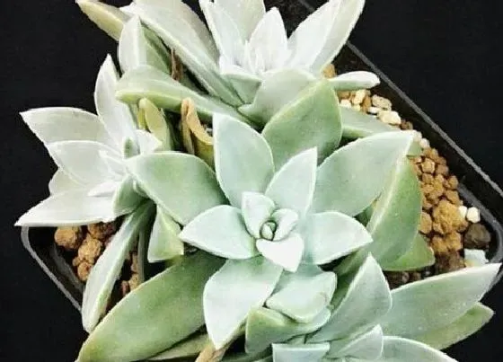 植物百科|仙女杯什么时候休眠