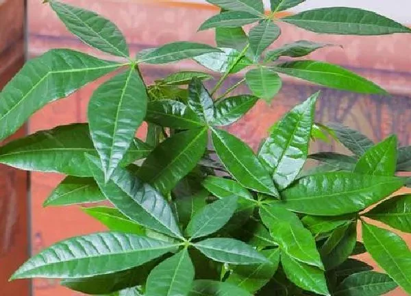 植物浇水|招财树夏天多久浇一次水