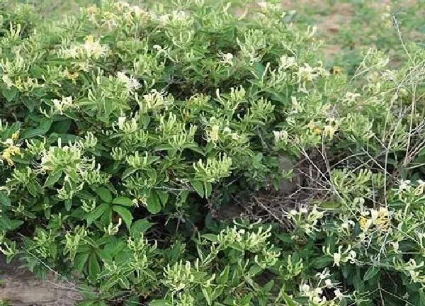 养殖科普|金银花开花后怎么处理
