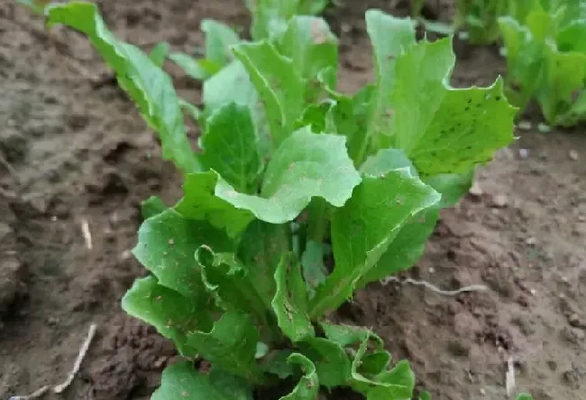 种植管理|结球生菜栽培技术及管理方法，结球生菜生长周期多少天）