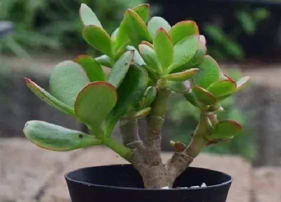 开花时间|燕子掌什么时候开花 多久开一次花