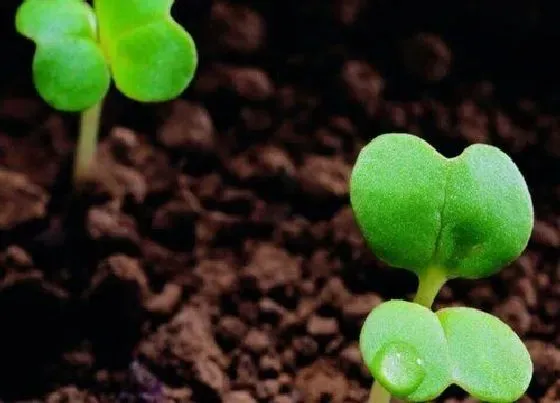 植物修剪|种子发芽后徒长怎么办