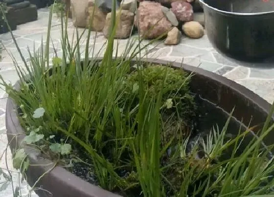植物修剪|菖蒲怎么修剪方法