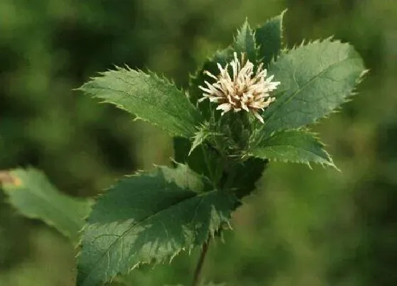 植物播种|苍术怎么留种子 苍术种子的采收方法