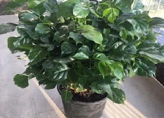 植物施肥|幸福树花肥制作与使用方法
