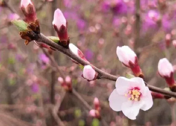 植物毒性|达达香有毒吗 可以放在室内养吗
