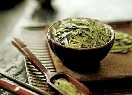 果实成熟|龙井茶采摘时间和收获季节