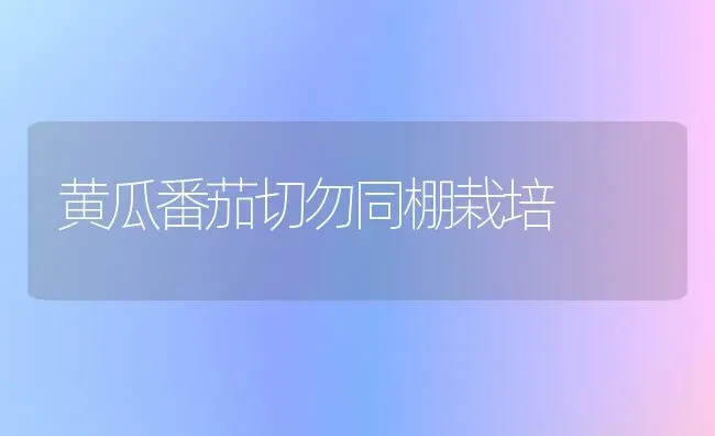 黄瓜番茄切勿同棚栽培 | 蔬菜种植
