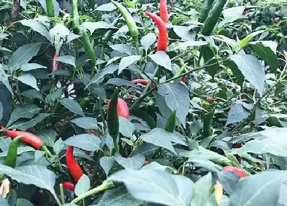 种植方法|朝天椒的种植方法和时间 最晚什么时候种植