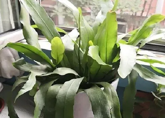 春天植物|昙花春天开花吗