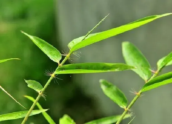 植物种类|毛竹是草本还是木本