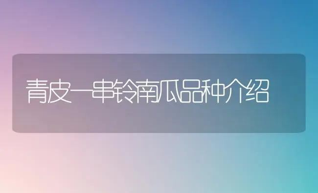 青皮一串铃南瓜品种介绍 | 蔬菜种植
