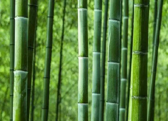 植物寓意|寓意坚韧不拔的植物 象征坚韧不拔的植物品种