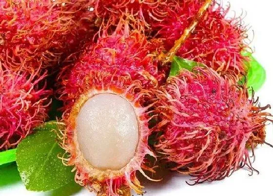 水果科普|最恐怖的水果图片 可怕的水果排行榜