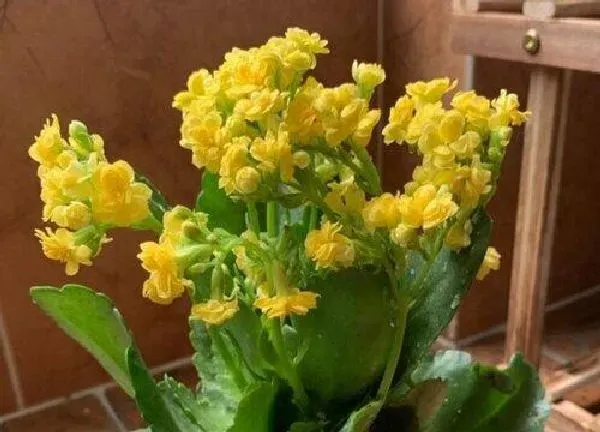 养殖科普|长寿花喜欢太阳吗