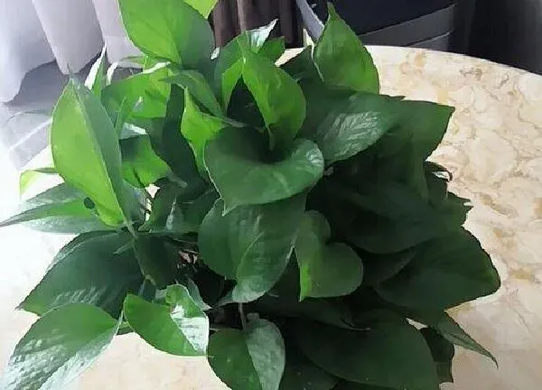 植物浇水|室内植物多长时间浇一次水