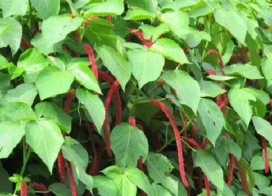 植物百科|苋菜有籽吗