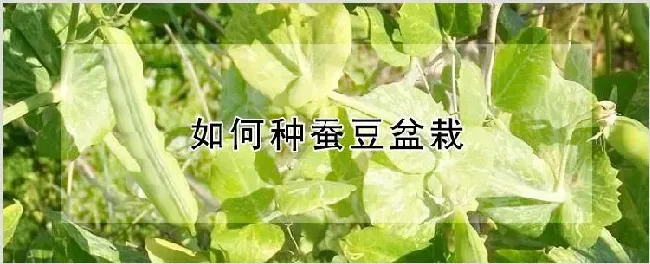 如何种蚕豆盆栽 | 养殖技术