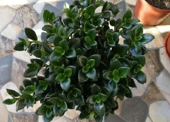 花朵诊疗|金鱼吊兰不开花怎么办