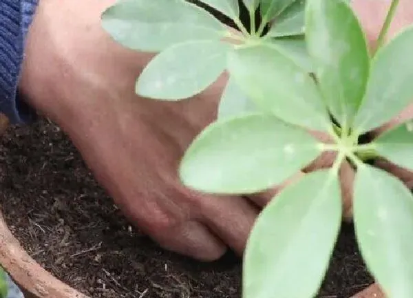 植物扦插|鸭掌木什么时候扦插最合适