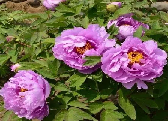 种植土壤|牡丹适合什么土壤种植