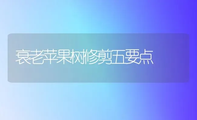 新型水果--西梅 | 瓜果种植
