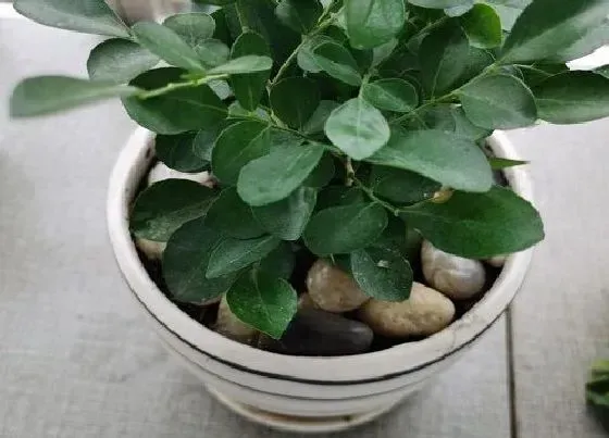 冬天植物|九里香几度入室